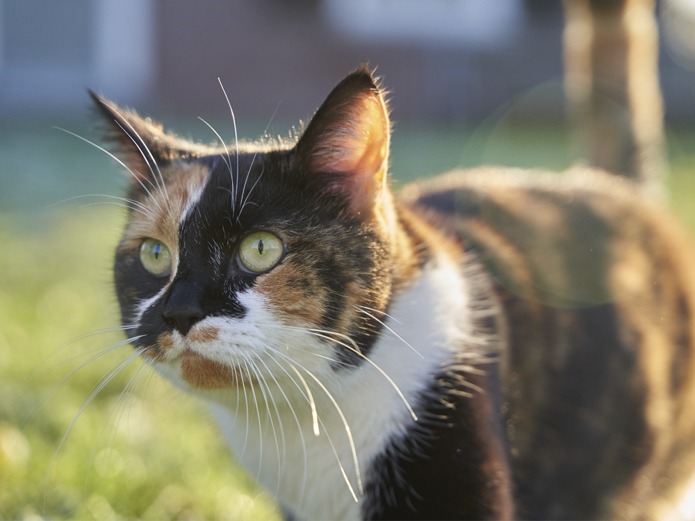 kat ogen verzorgen welkoop